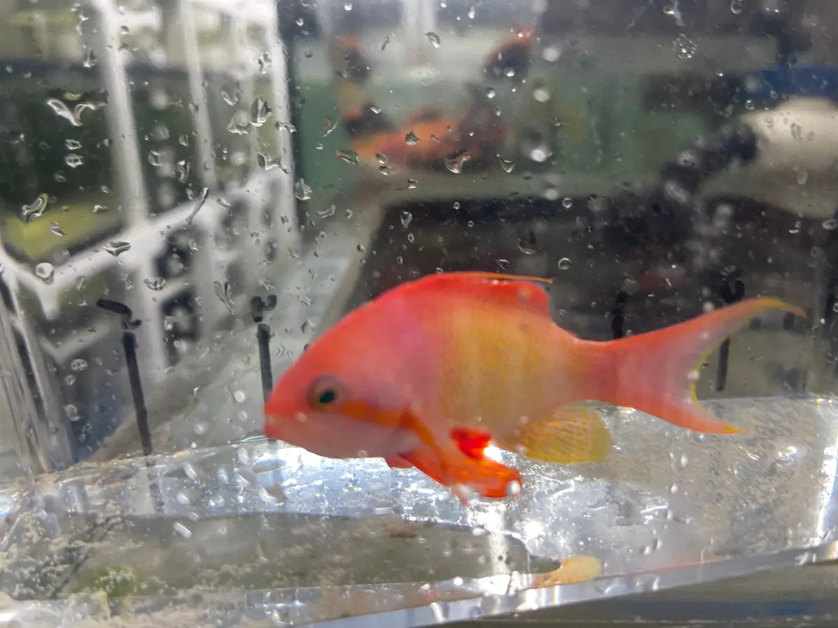 Lyretail Anthias (Maldives/Kenya)-Male 1