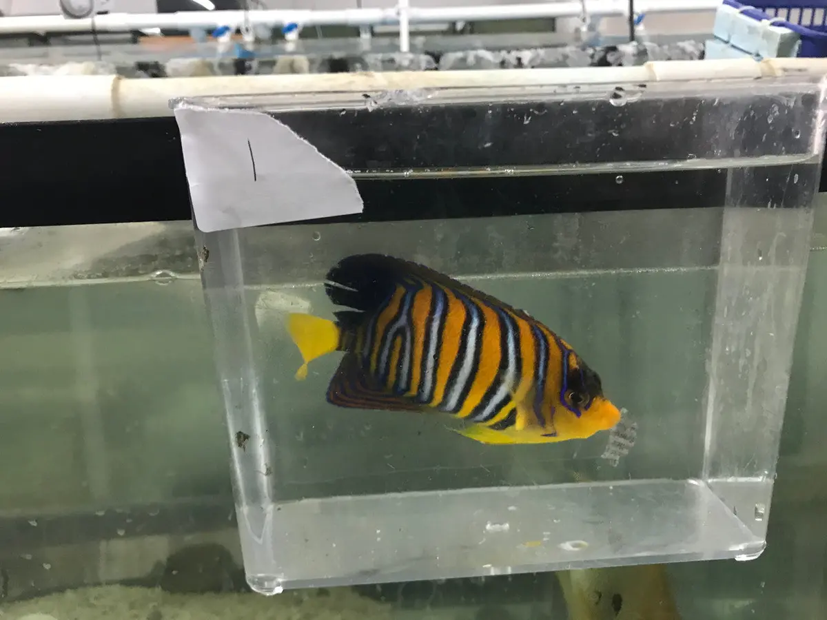 Madagascar Regal Angel (Yellow Belly)-Misbar 1 (4") 1