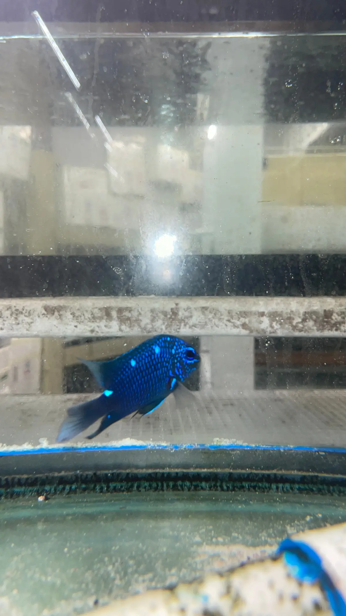 Giant Damselfish | Microspathodon Dorsalis (2-3") 1