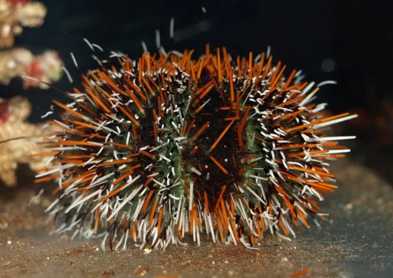 Mespilia Sp -Multicolor Short Spine Urchin 1