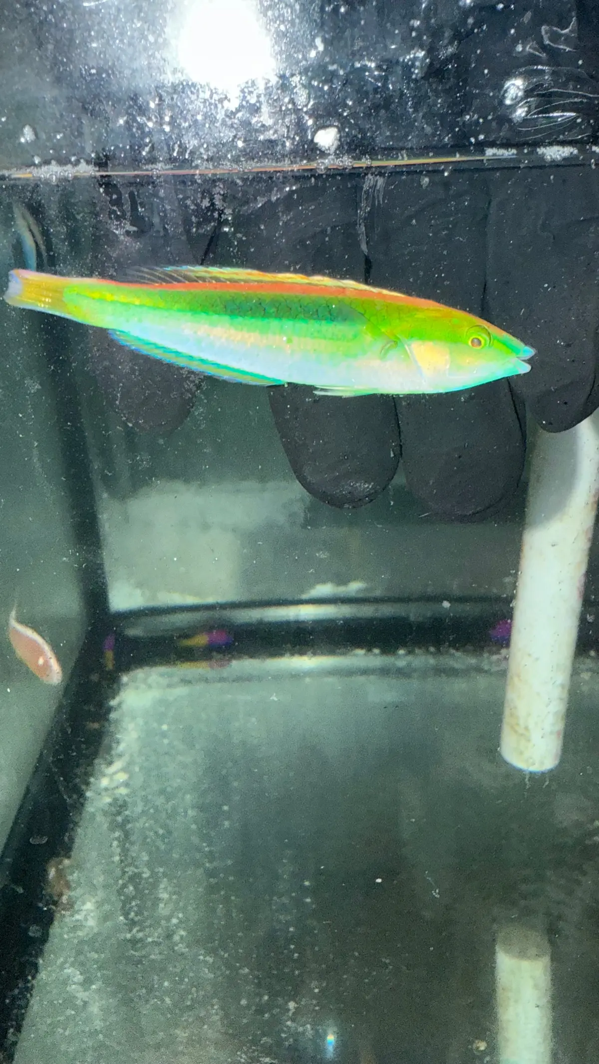 Blue Nose Pencil Wrasse | Pseudojuloides Kaleidos 1