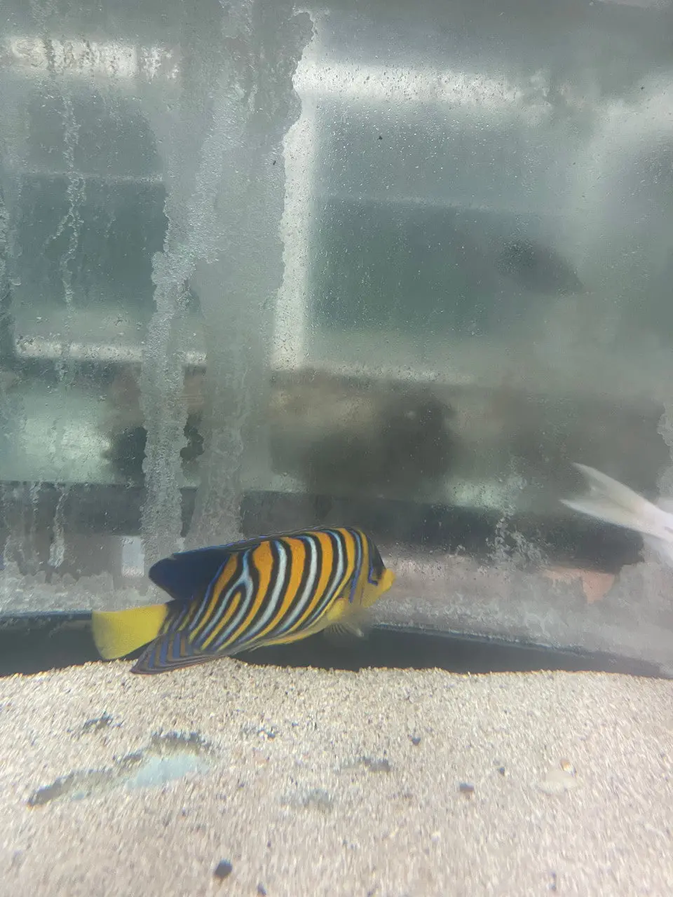 Regal Angel (Sumatra Yellow Belly)-5" Misbar 1