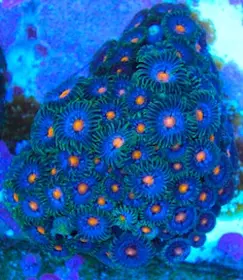 Center Of Earth Zoanthids (Bred) 1