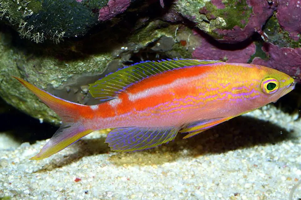 Coral Sea Anthias(Australian) |Pseudanthias Aurulentus 1