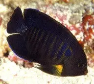 Yellowfin Pygmy Angelfish 1