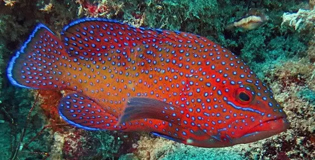West African Blue Dot Grouper | Cephalopholis Taeniops-4" 1