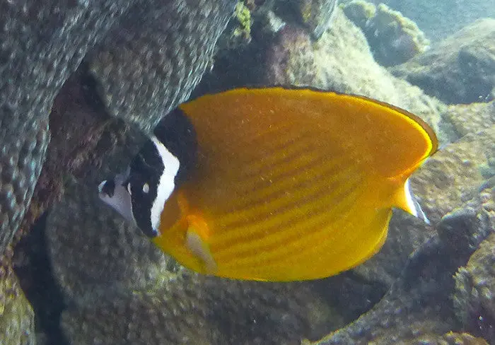 Wiebeli Butterfly | Chaetodon Wiebeli (6") 1