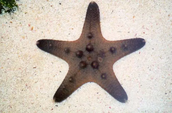 Chocolate Chip Starfish 1