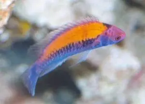 Yellow Back Fairy Wrasse 1