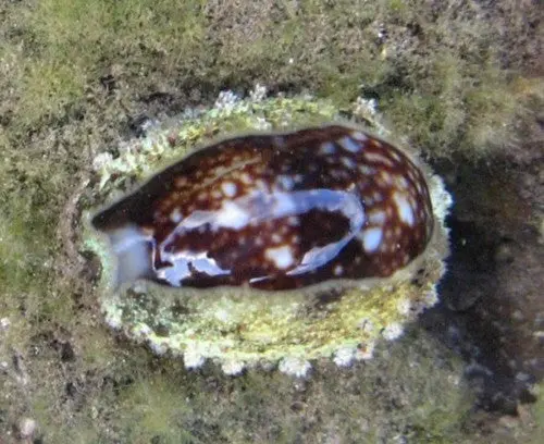 Snakehead (Reef Safe) Cowries (1 1/2") 1