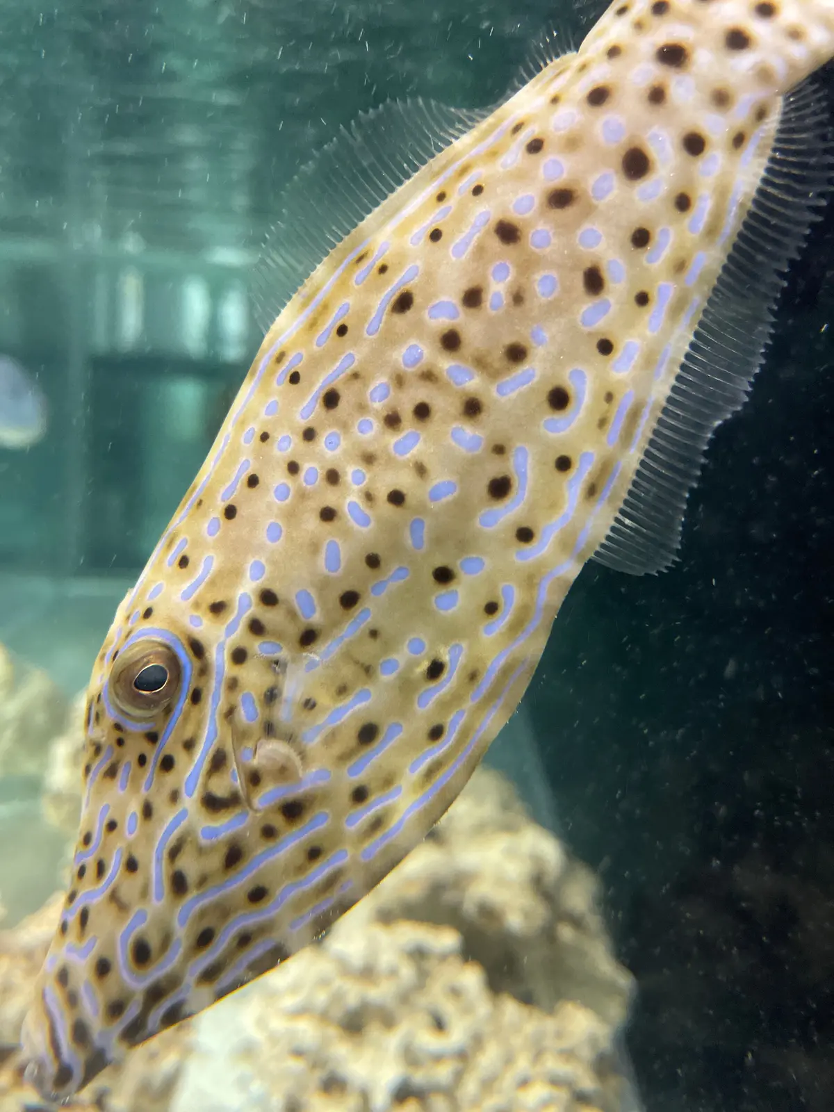 Scribbled Filefish-10” 1