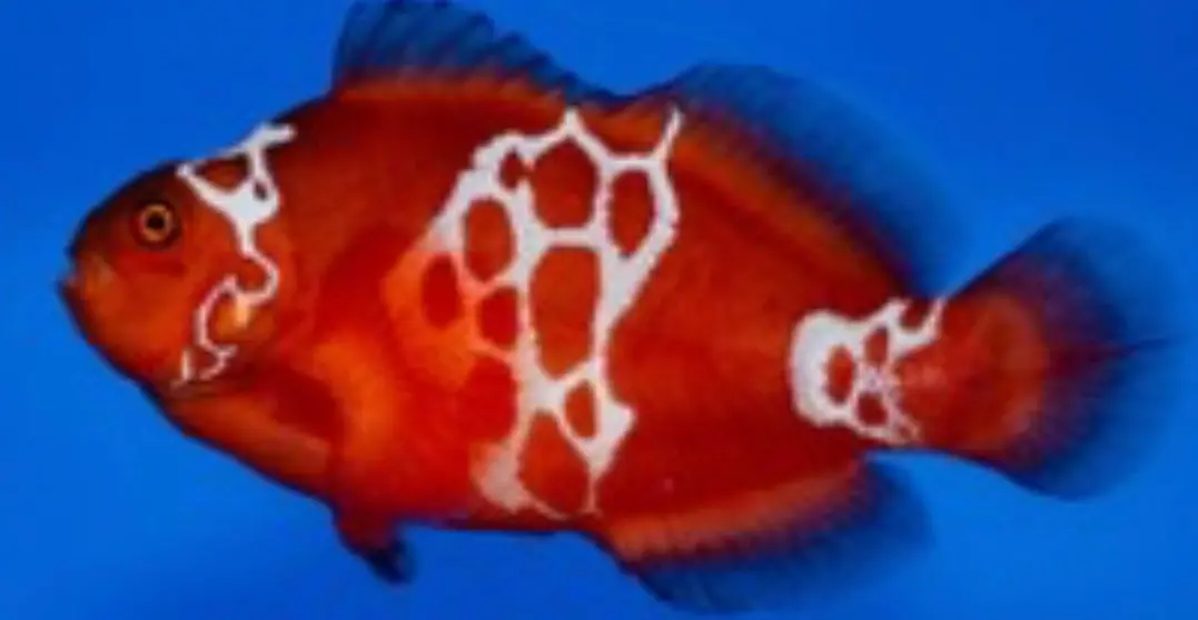Premium Lightining Maroon Clownfish 5Cm+ 1