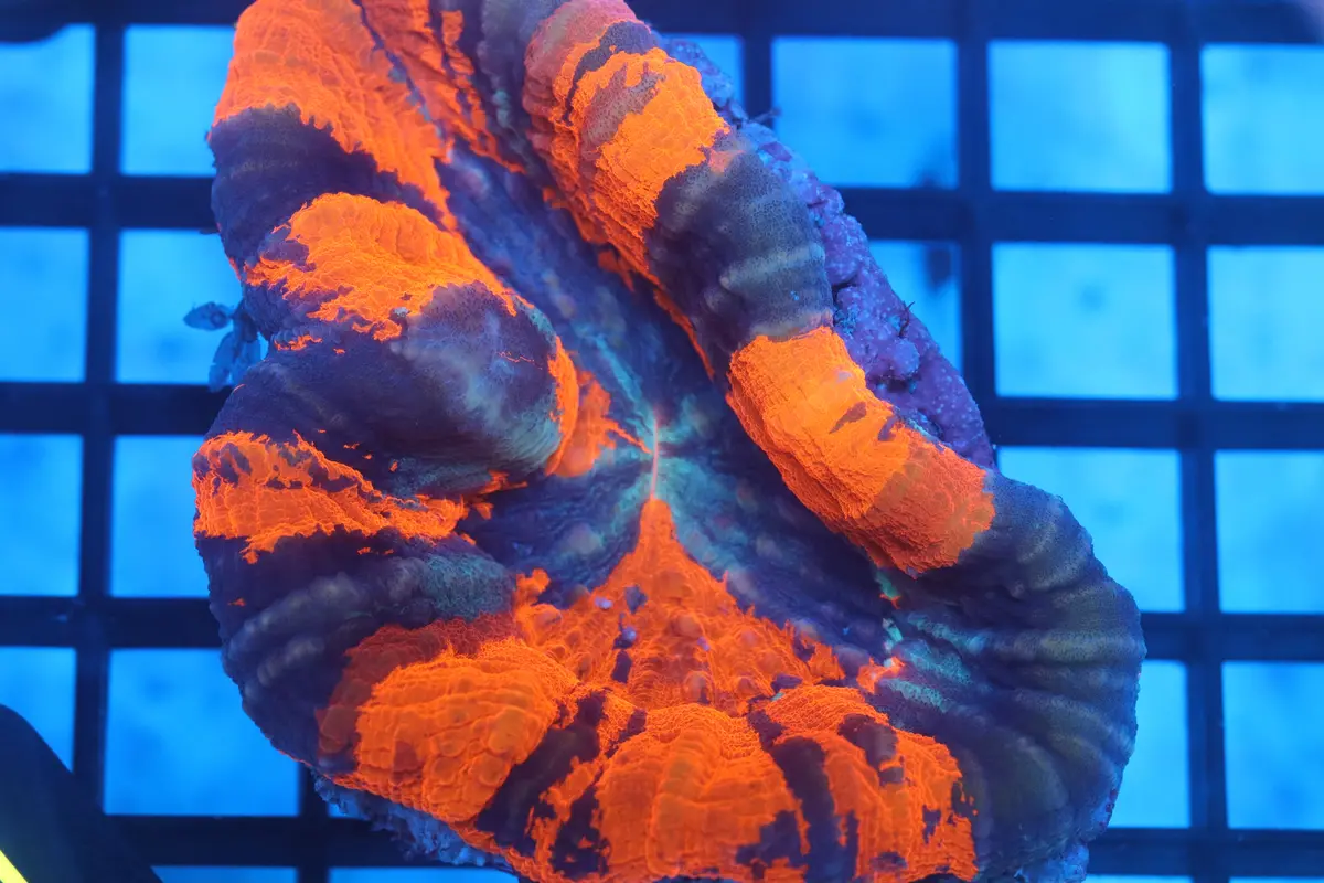 Warpaint Scoly (D14) 1