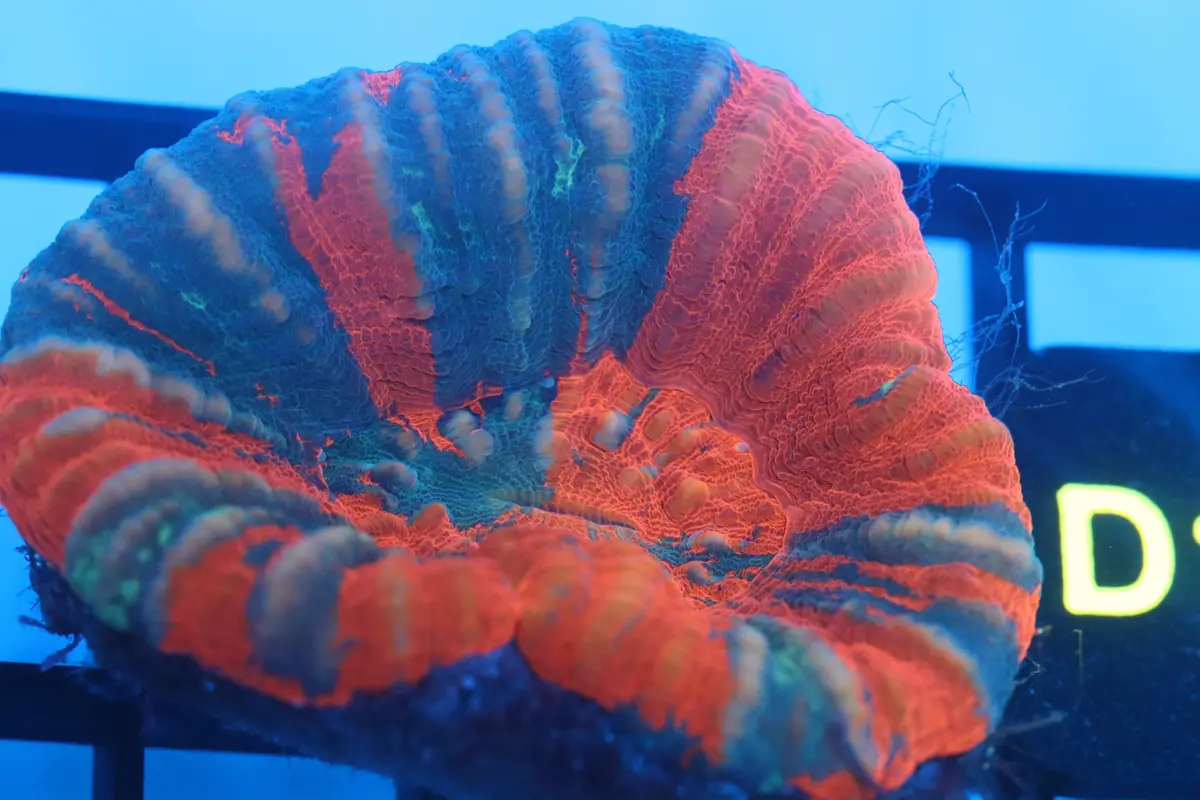 Warpaint Scoly (D15) 1
