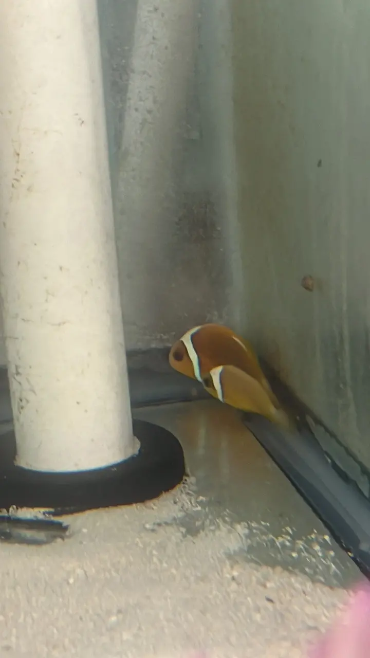 Wysiwyg #1 White Bonnet Clownfish - Amphiprion Leucokranos-Wild Caught Pair 1