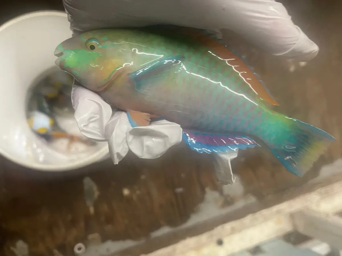 Green Parrotfish (7-8") 1