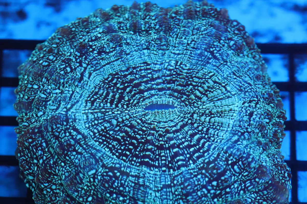 Aussie Acantho (D179) Large 1