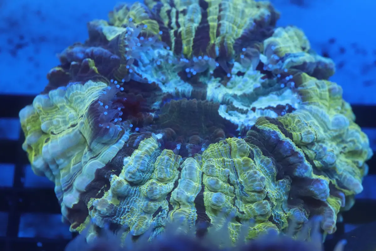 Aussie Acantho (D187) Small 1