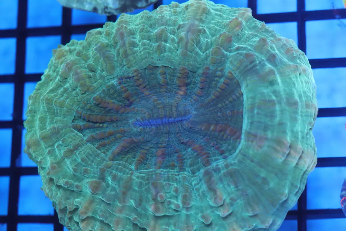 Aussie Acantho (D189) Medium 1