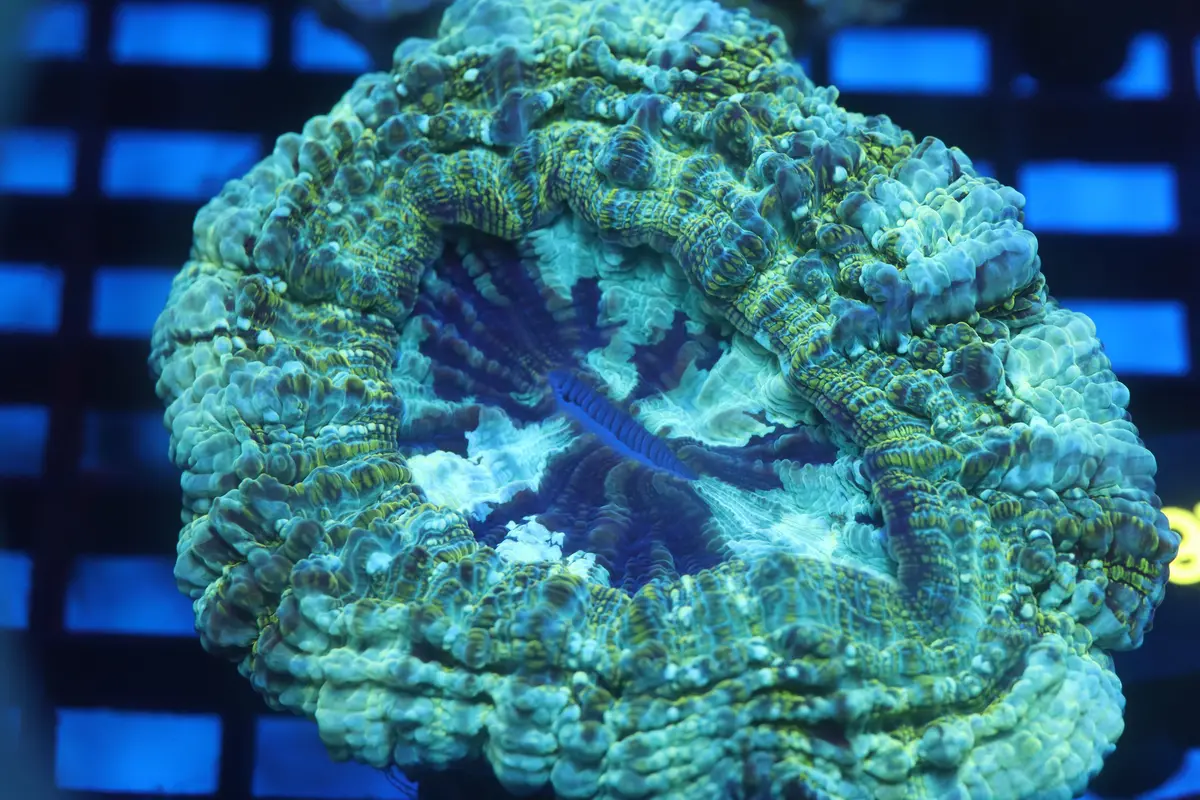 Aussie Acantho (D197) Small 1