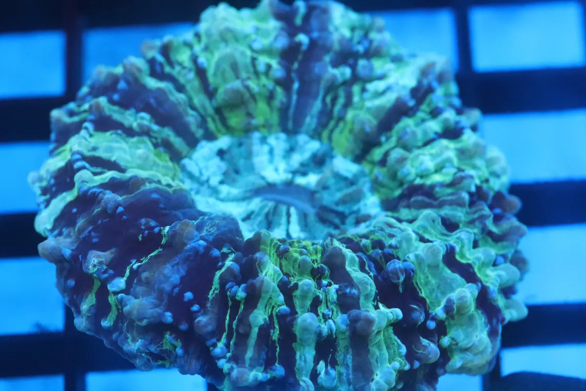 Aussie Acantho (D198) Small 1