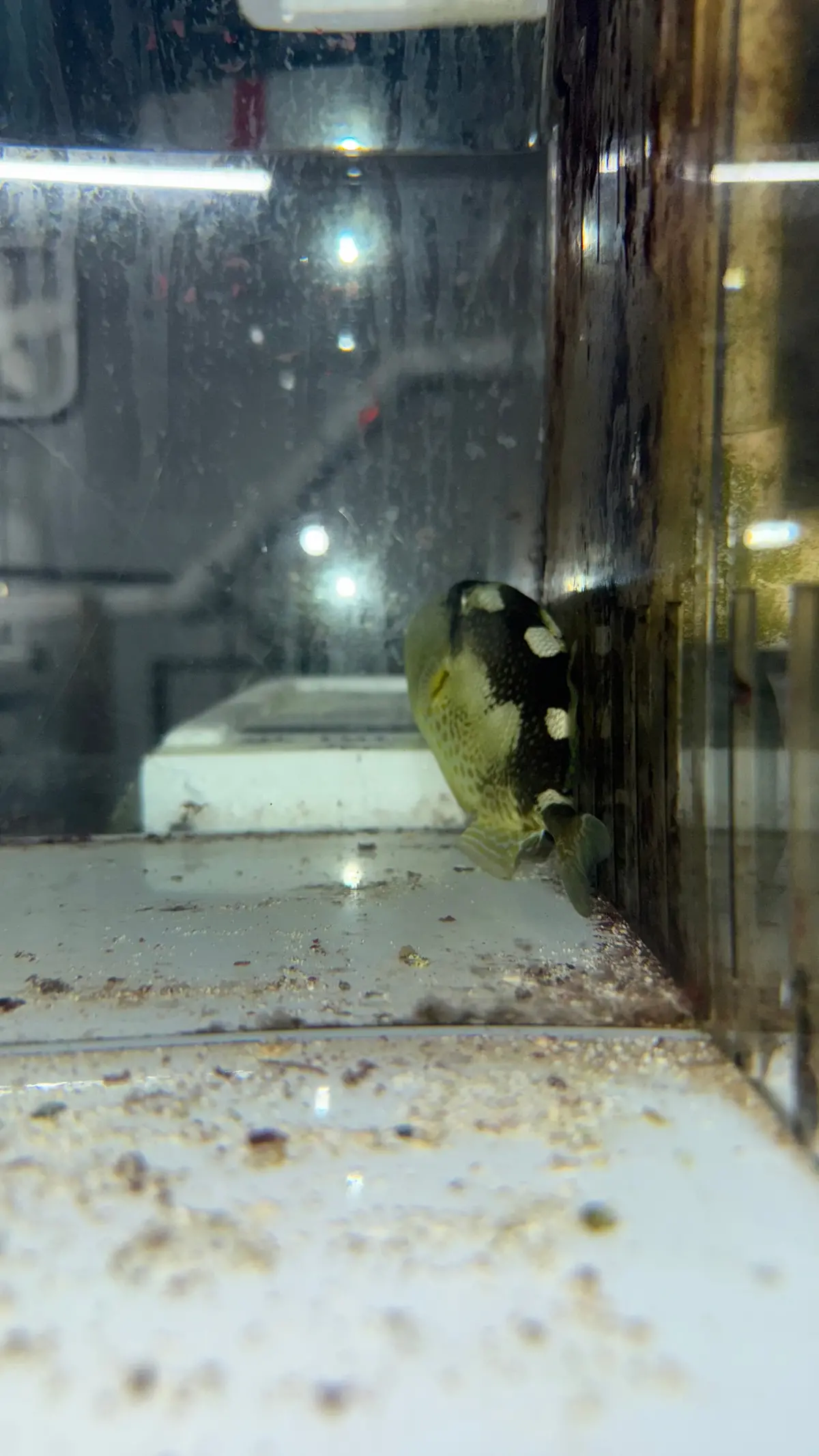 Yellow Spot (Starry) Trigger Fish | Abalistes Stellatus (4") 1