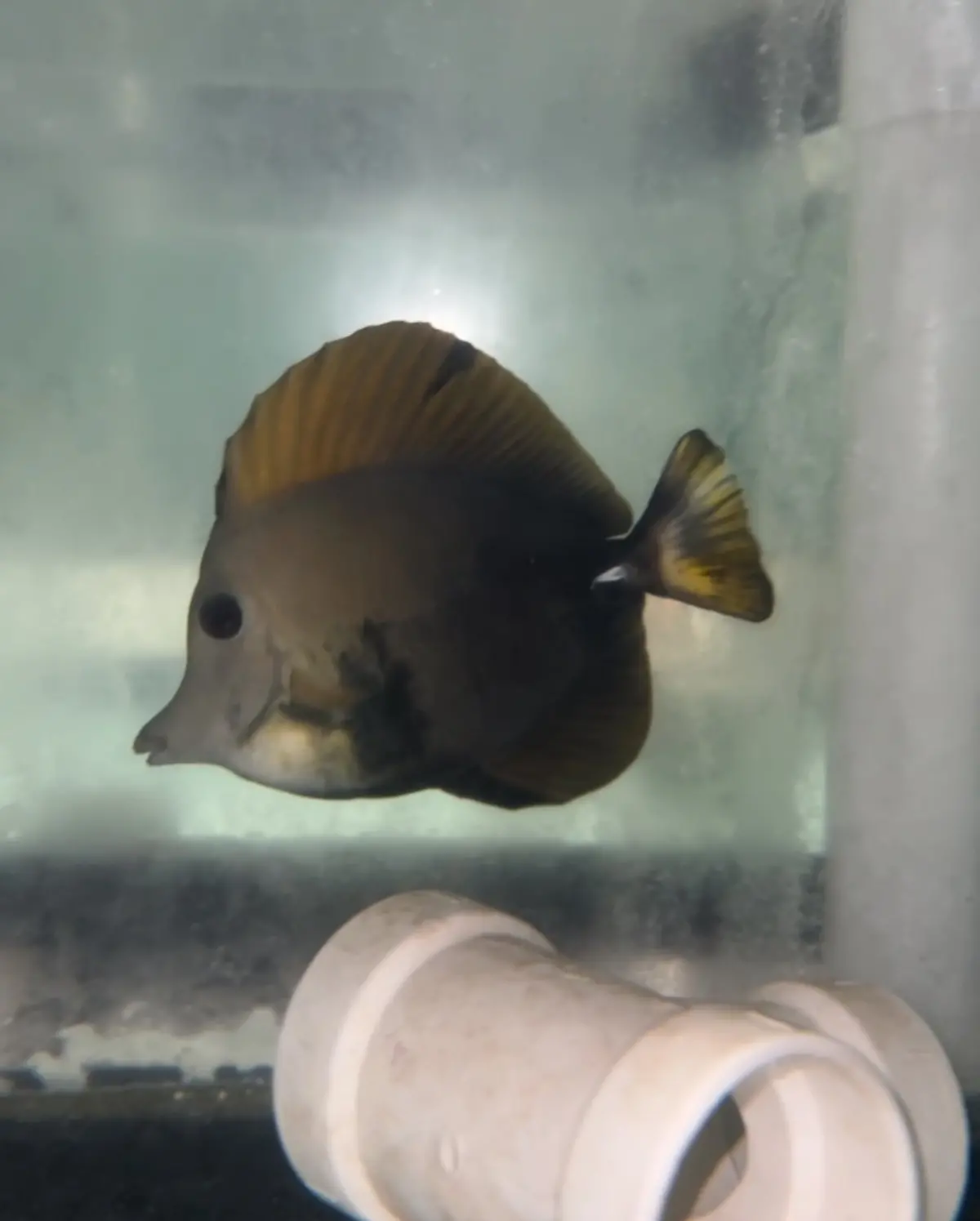 Aberrant Koi Tang - Wysiwyg 1