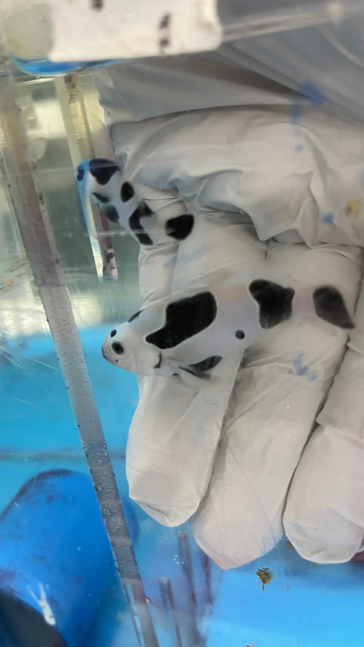 Black Storm Clownfish Pair (Wysiwyg #2) 1