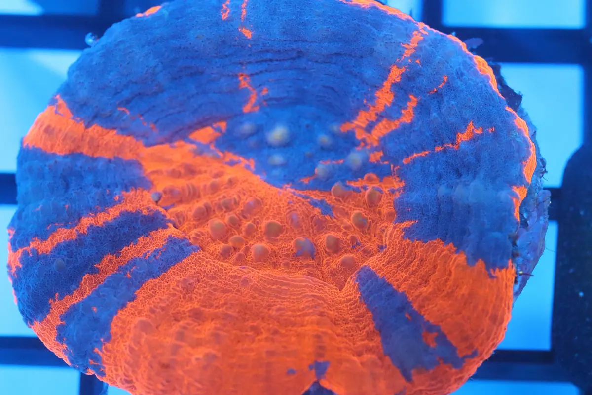 Superman Scoly (D3) 1