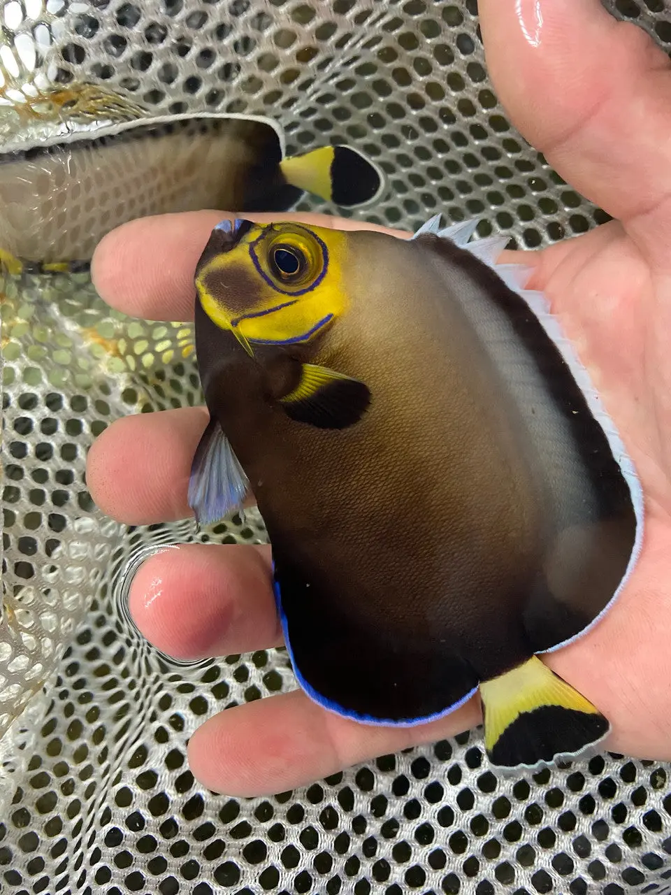 Conspiculatus Angel (Chaetodontoplus Conspicillatus) (4” Captive Bred)) 1