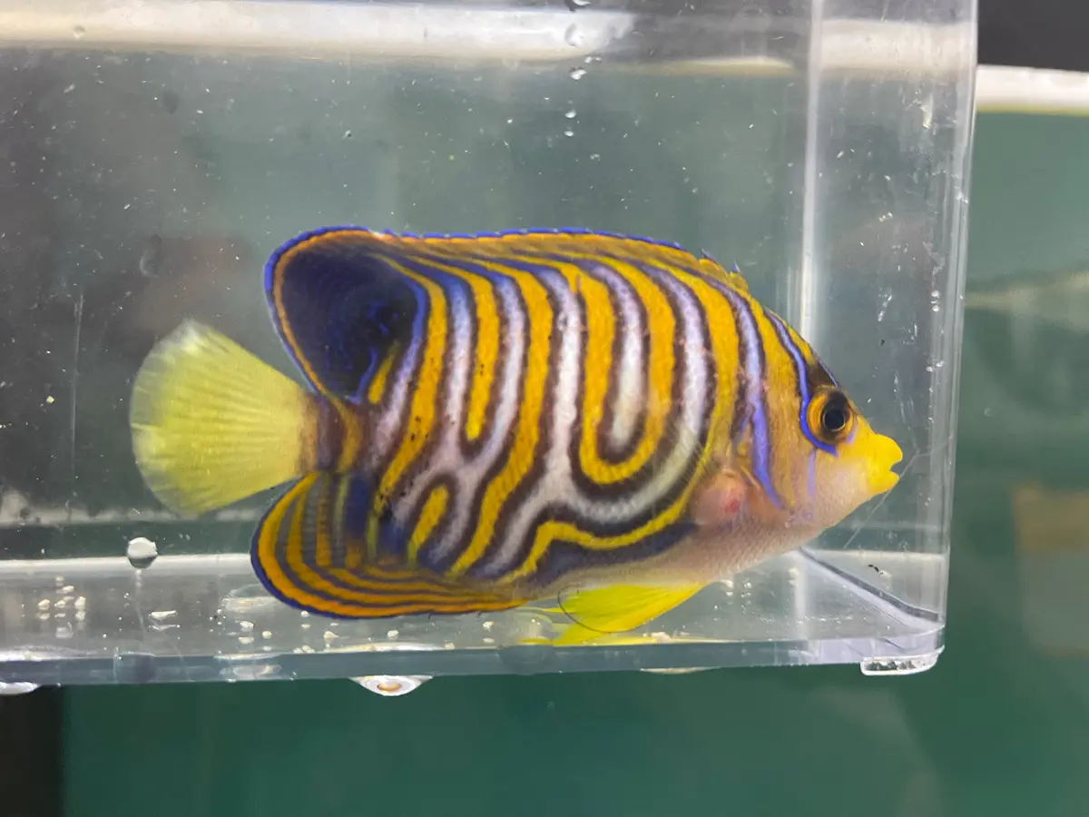 Regal Angel (Indo) -3" Extreme Misbar 1