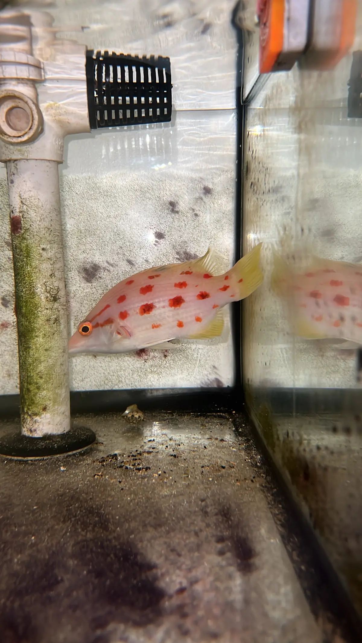Red Sashed Hogfish-Bodianus Rubrisos (Wysiwyg) 1