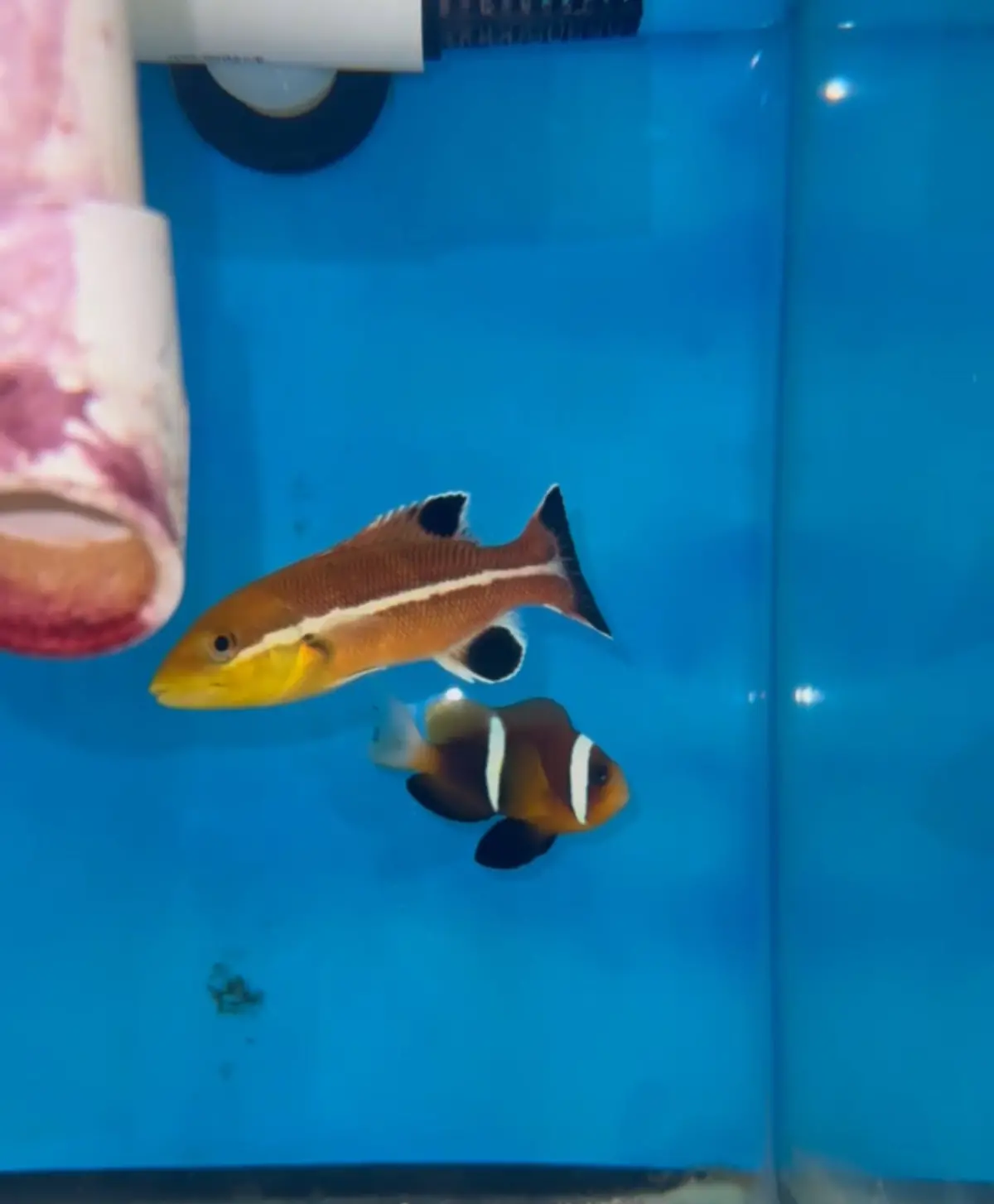 Semicossyphus Reticulatus - Sheepshead Wrasse 1