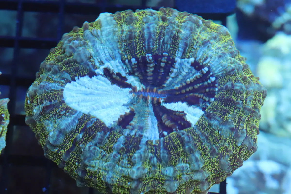 Green Aussie Acanthophyllia (D58) 1