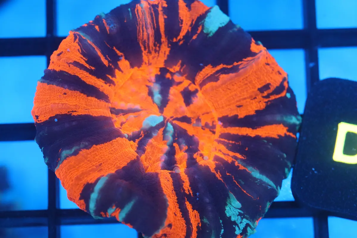 Warpaint Scoly (D6) 1