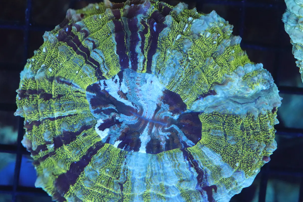Green Aussie Acantho (D126) Medium 1