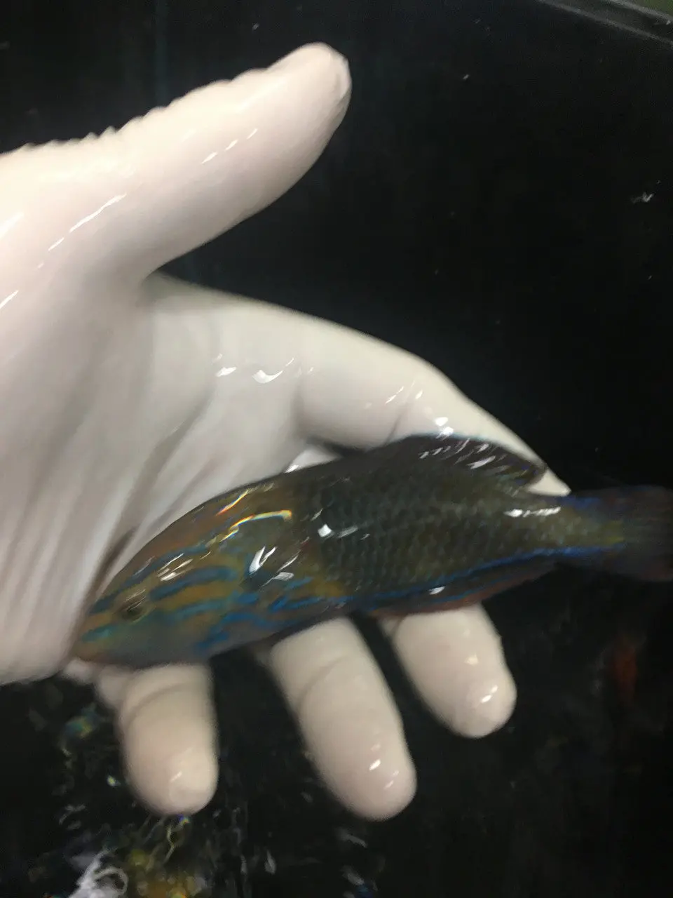 Blue Striped Tamarin Wrasse | Anampses Femininus (Male) 1