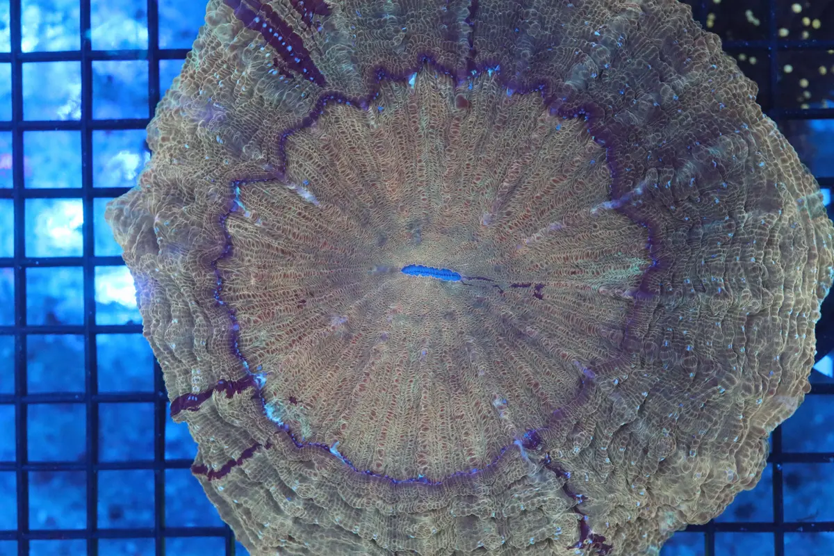 Ultra Acanthophyllia (D63) Show Size 7" 1