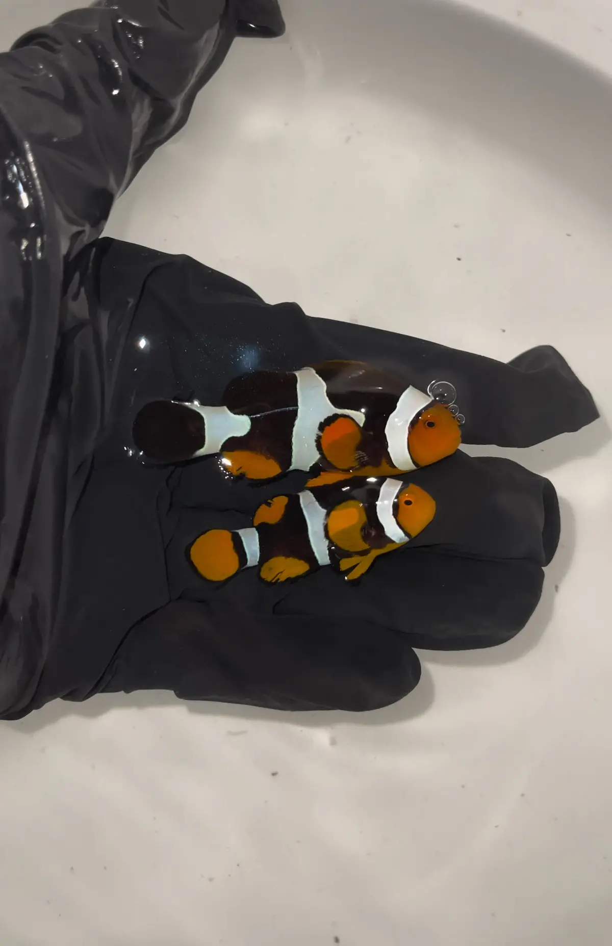 True Percula Clownfish-Super Black Pair Wysiwyg 1