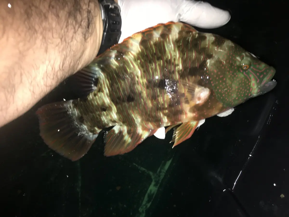 Triple Tail Wrasse (6") 1