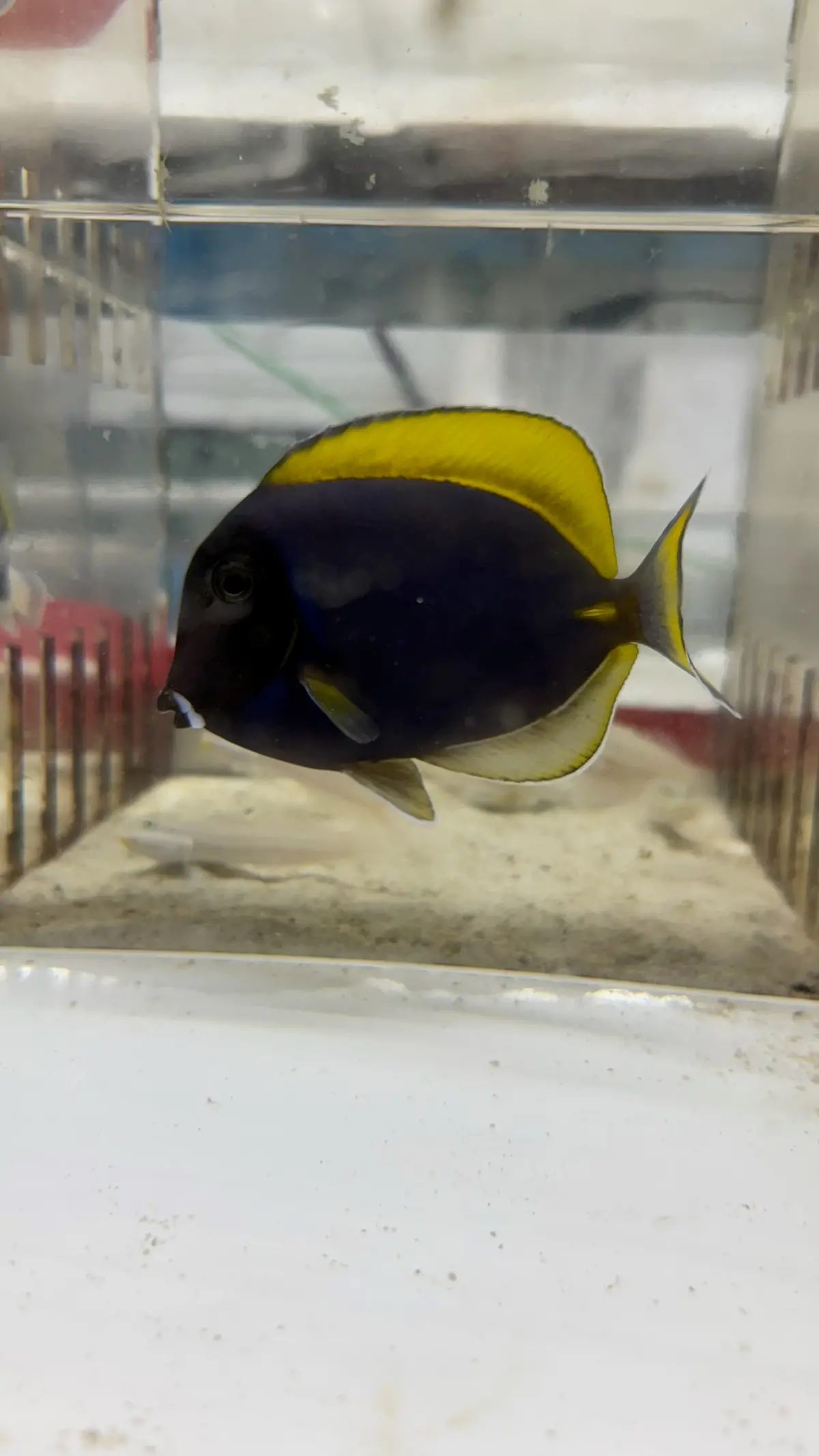 Hybrid Powder Blue Tang | Acanthurus Leucosternon (4") 1