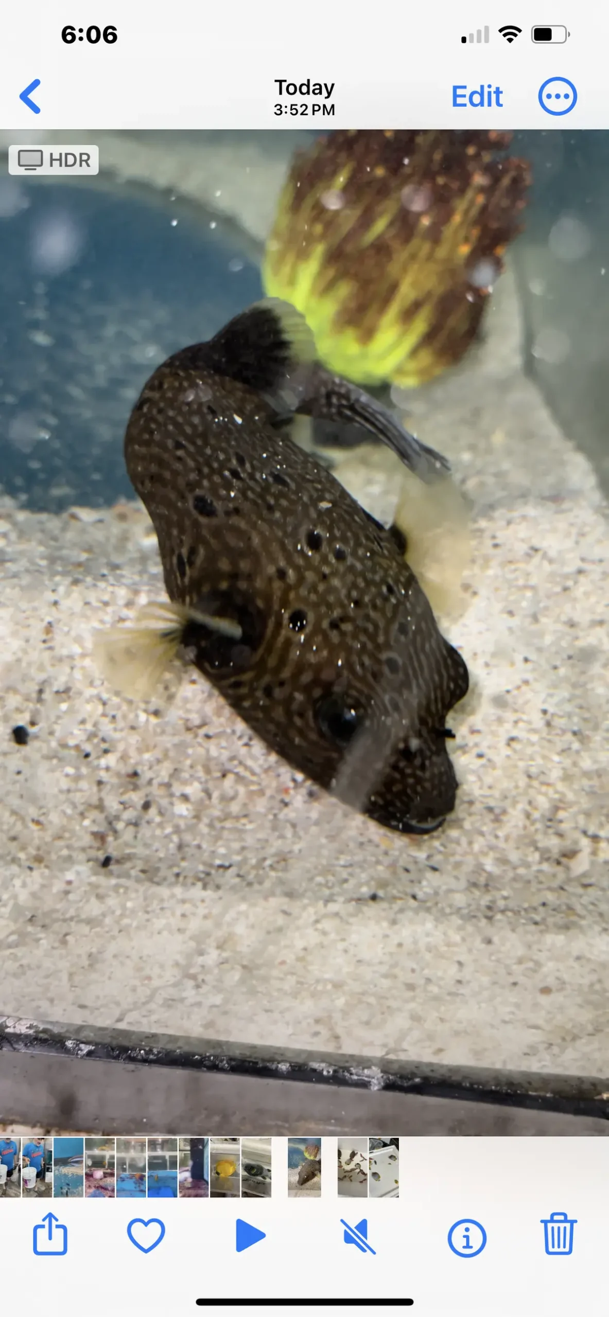 Hybrid Dogface Puffer (1 Of A Kind) 1