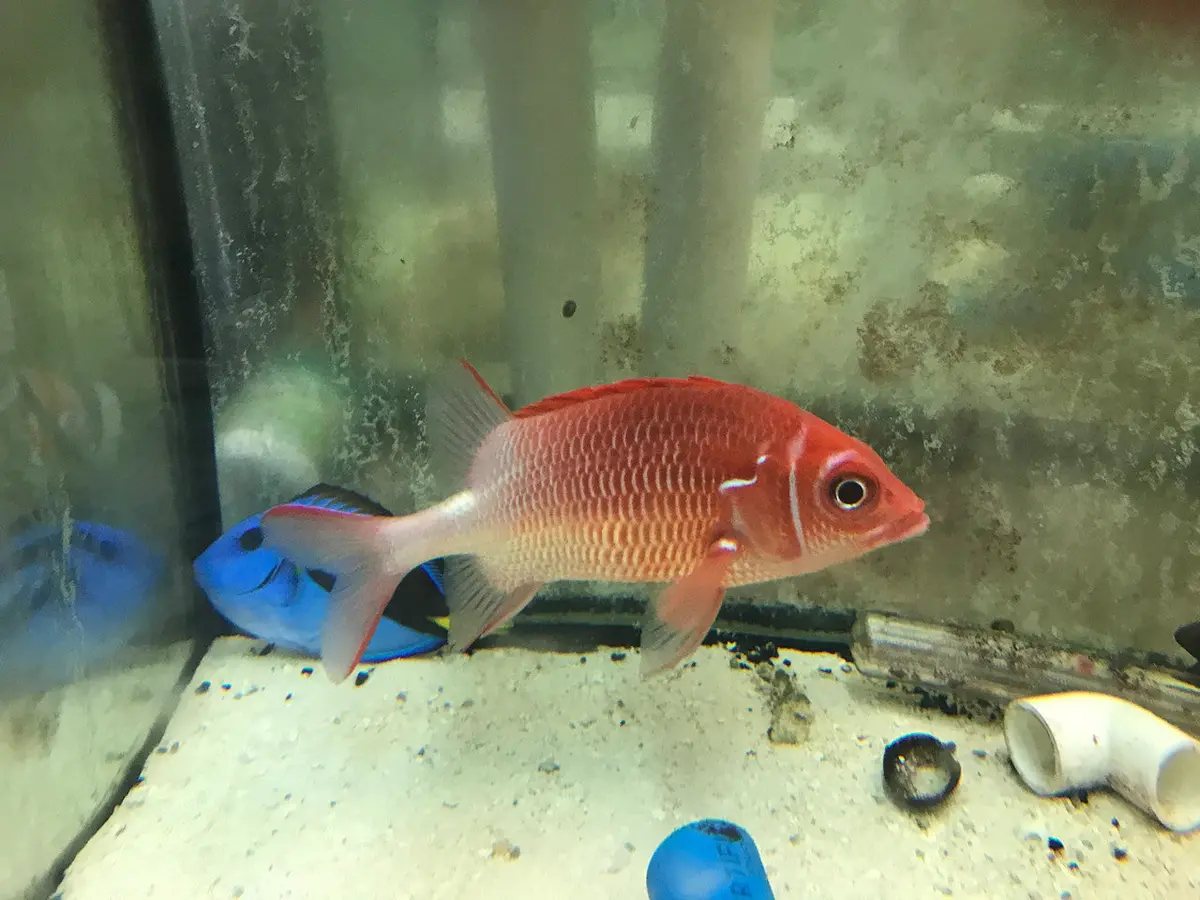 Sabre Squirrelfish | Sargocentron Spiniferum (12”) 1
