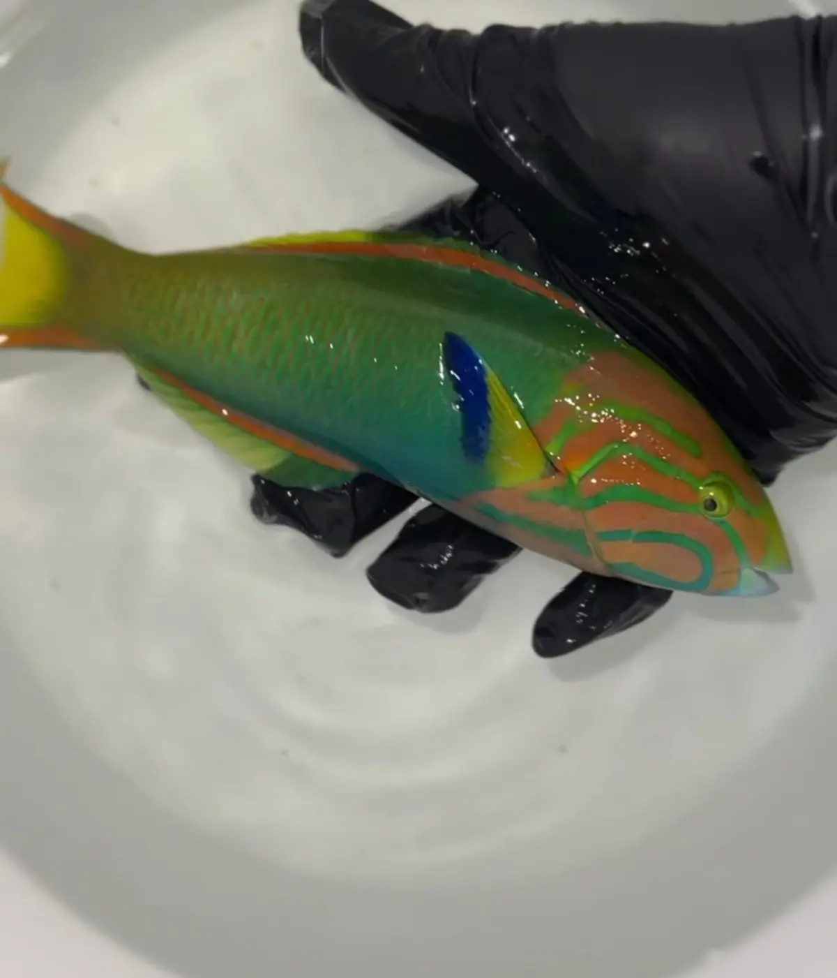 Banana Wrasse Pair-8" Male/6" Female Tonga 1