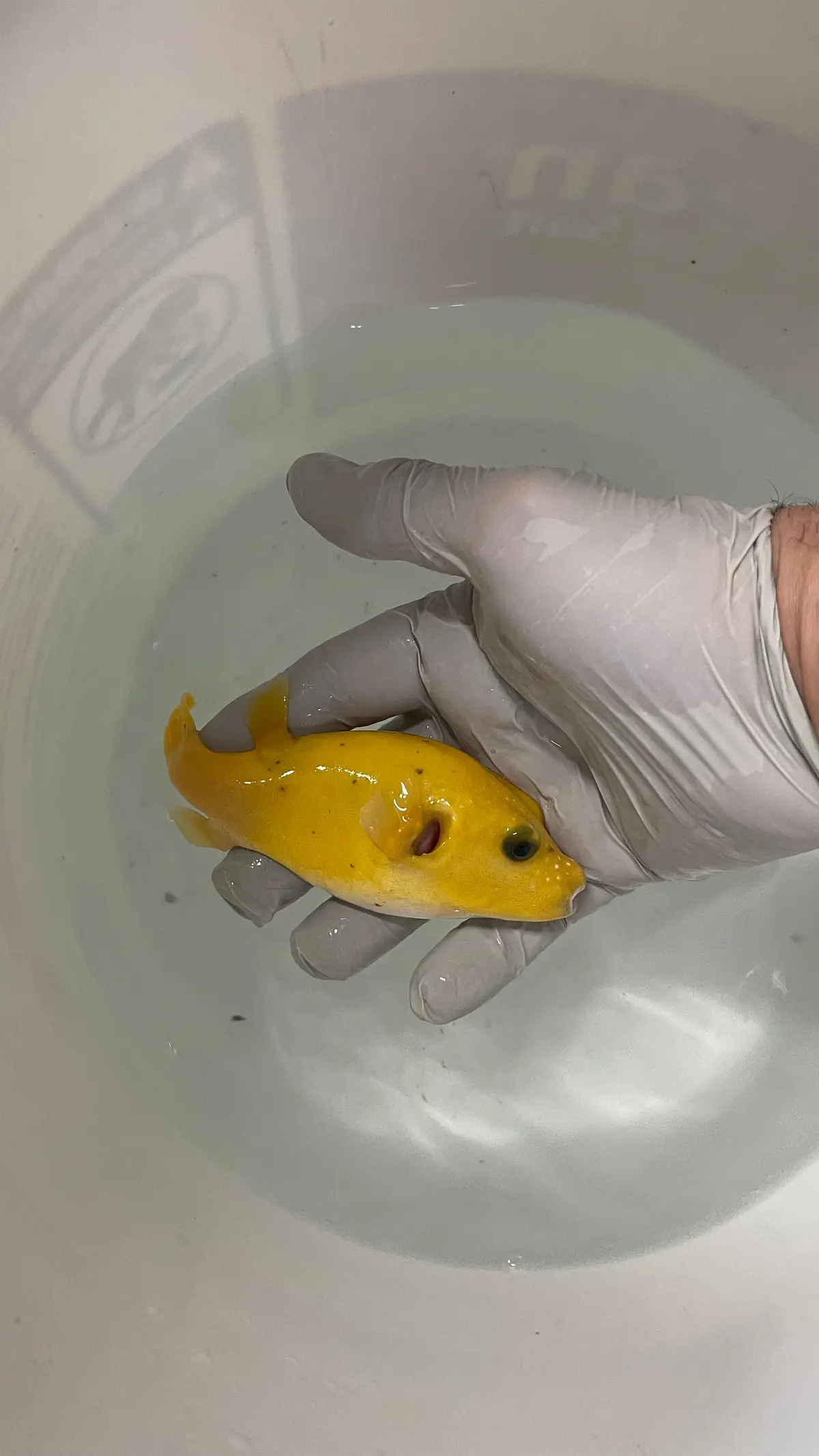 Golden Pufferfish (Christmas Island) 6-8” 1