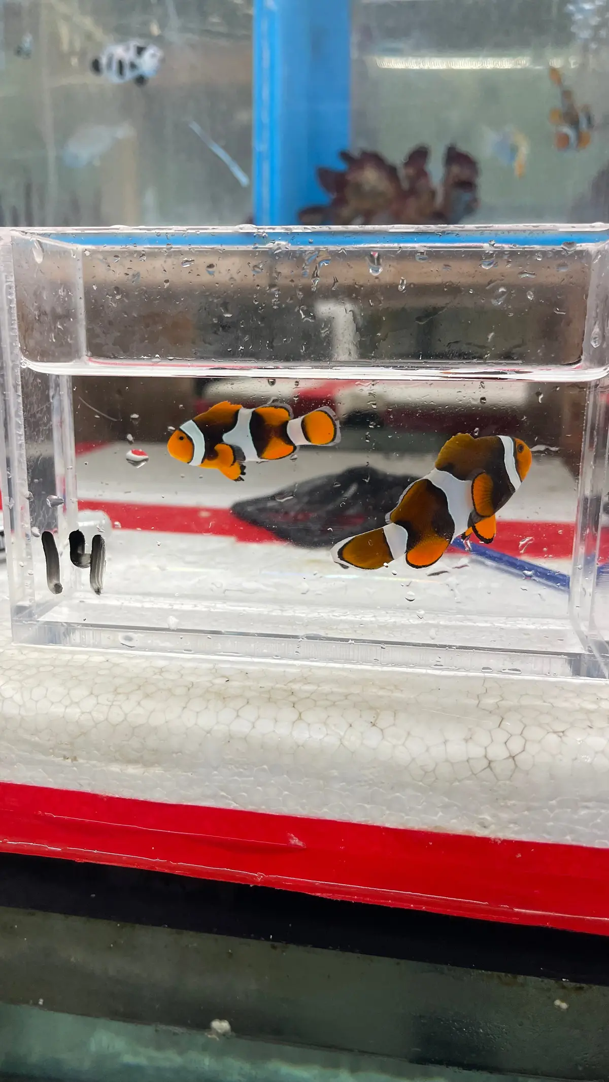 True Percula Clownfish-Super Black Pair (Wysiwyg #14) 1