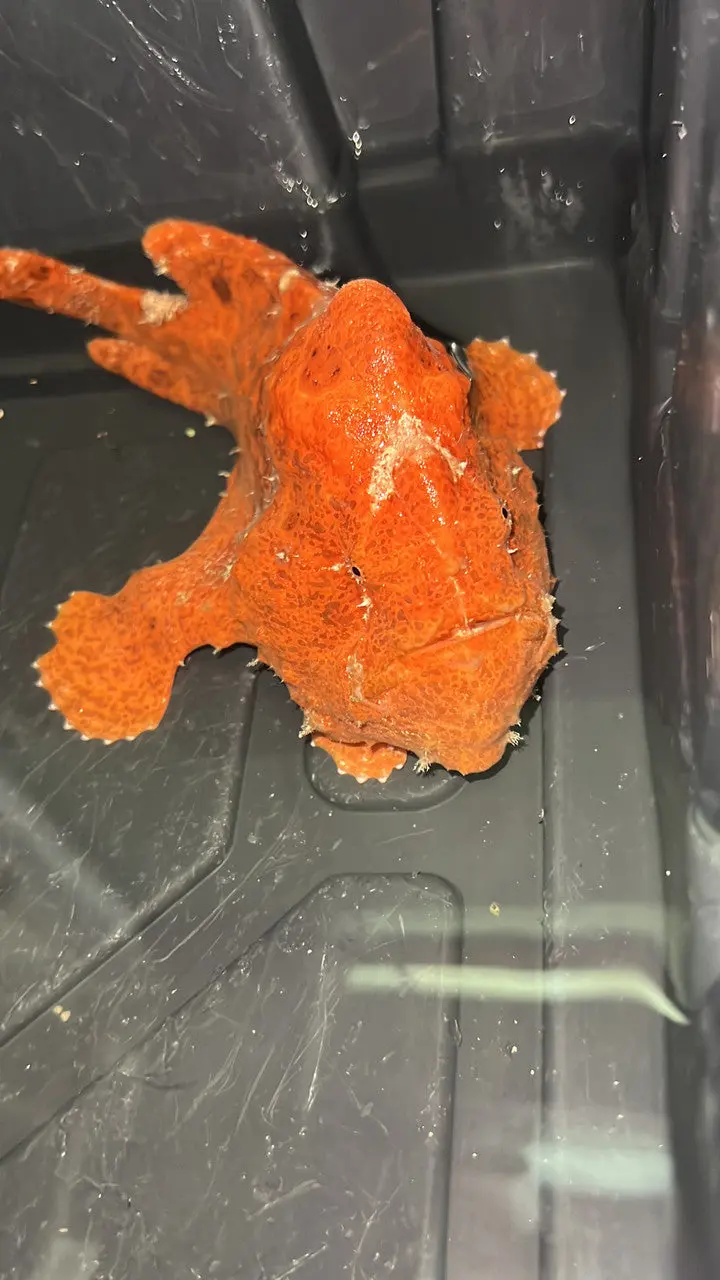 Red Angler Fish-10” 1