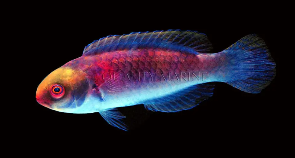 Darwin Glow Wrasse -Cirrhilabrus Spp 1