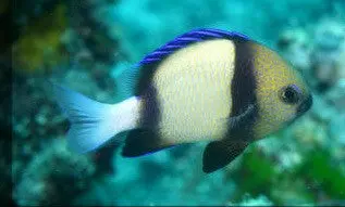 Cloudy Damselfish (Dascyllus Carneus) 1