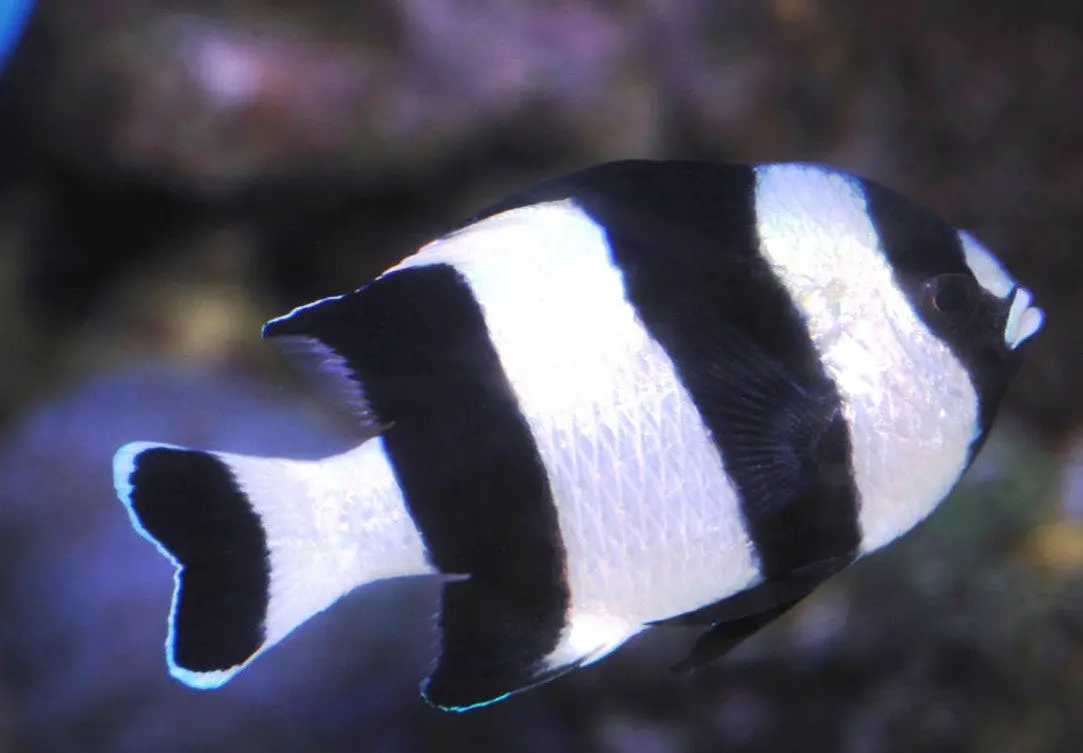 Three Stripe Damselfish (Dascyllus Aruanus) 1